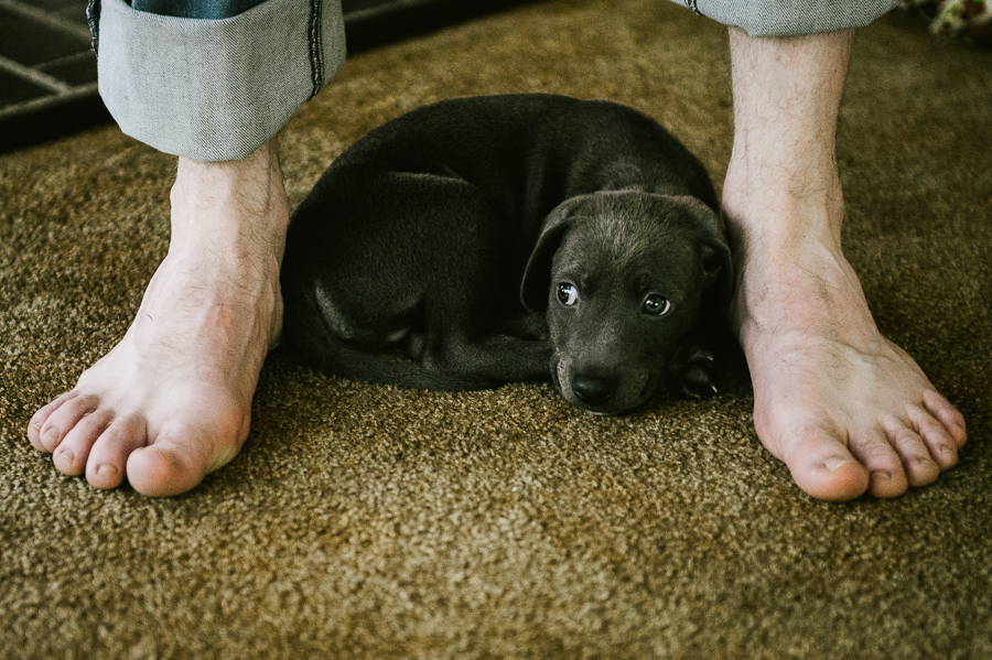 blue-lacy-puppy-first-day-with-owners-230