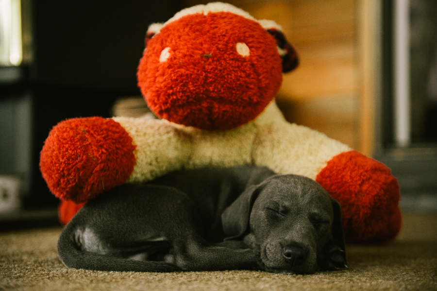 blue-lacy-puppy-first-day-with-owners-273