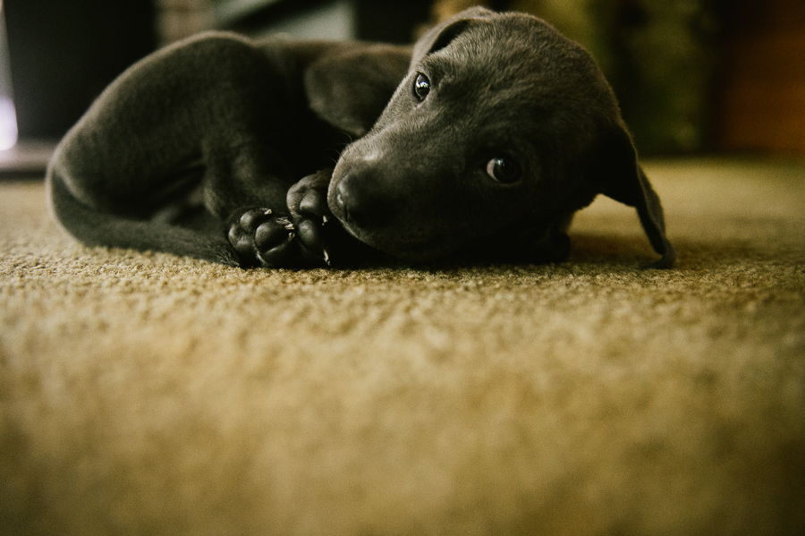 blue-lacy-puppy-first-day-with-owners-299