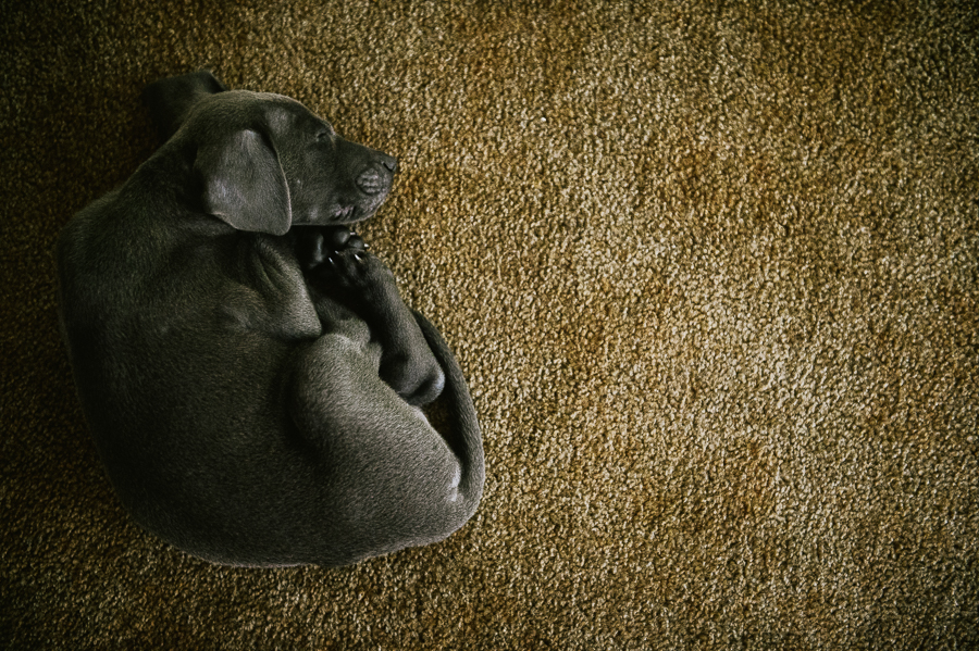 blue-lacy-puppy-first-day-with-owners-311