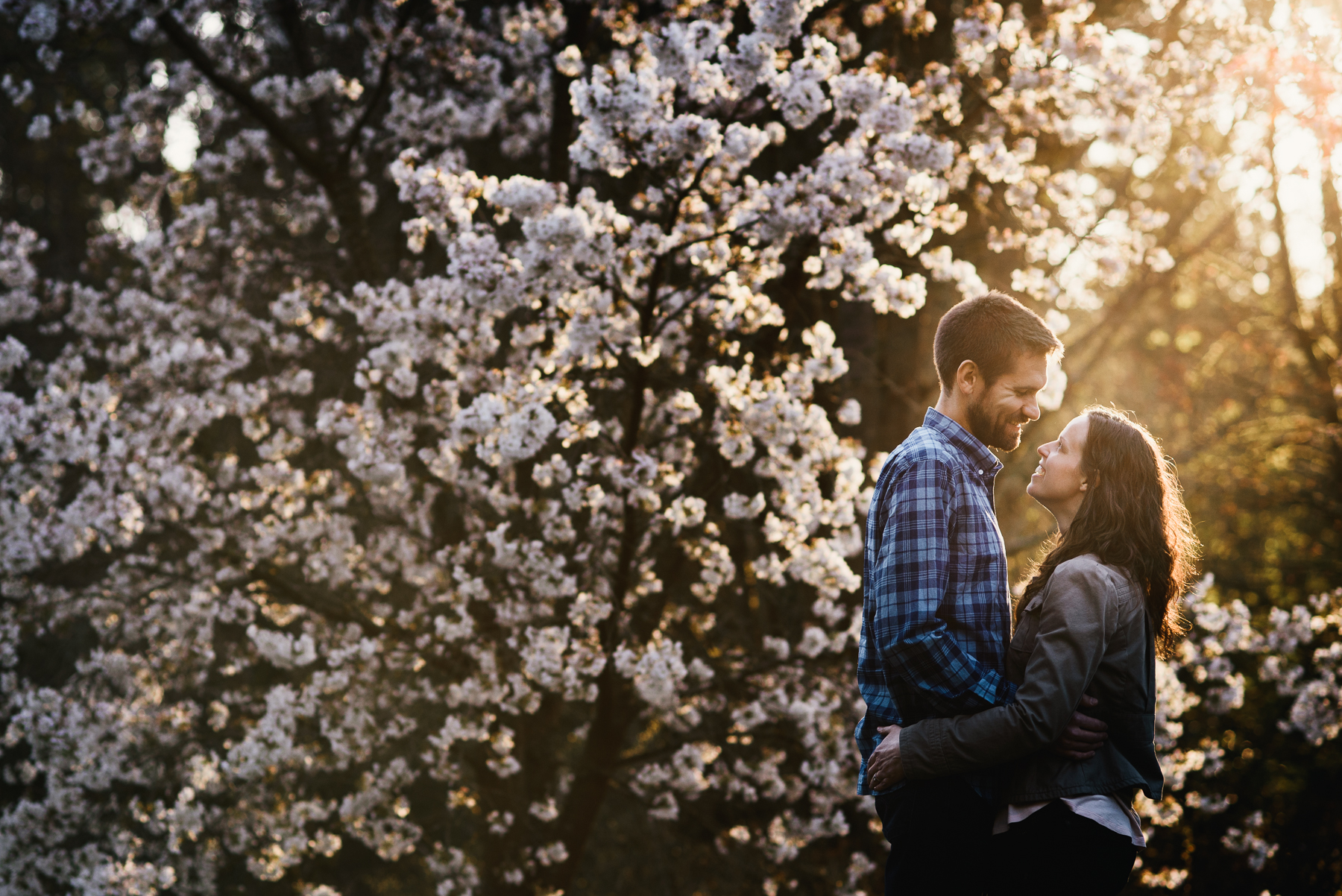 washington arboretum cherry blossom engagement