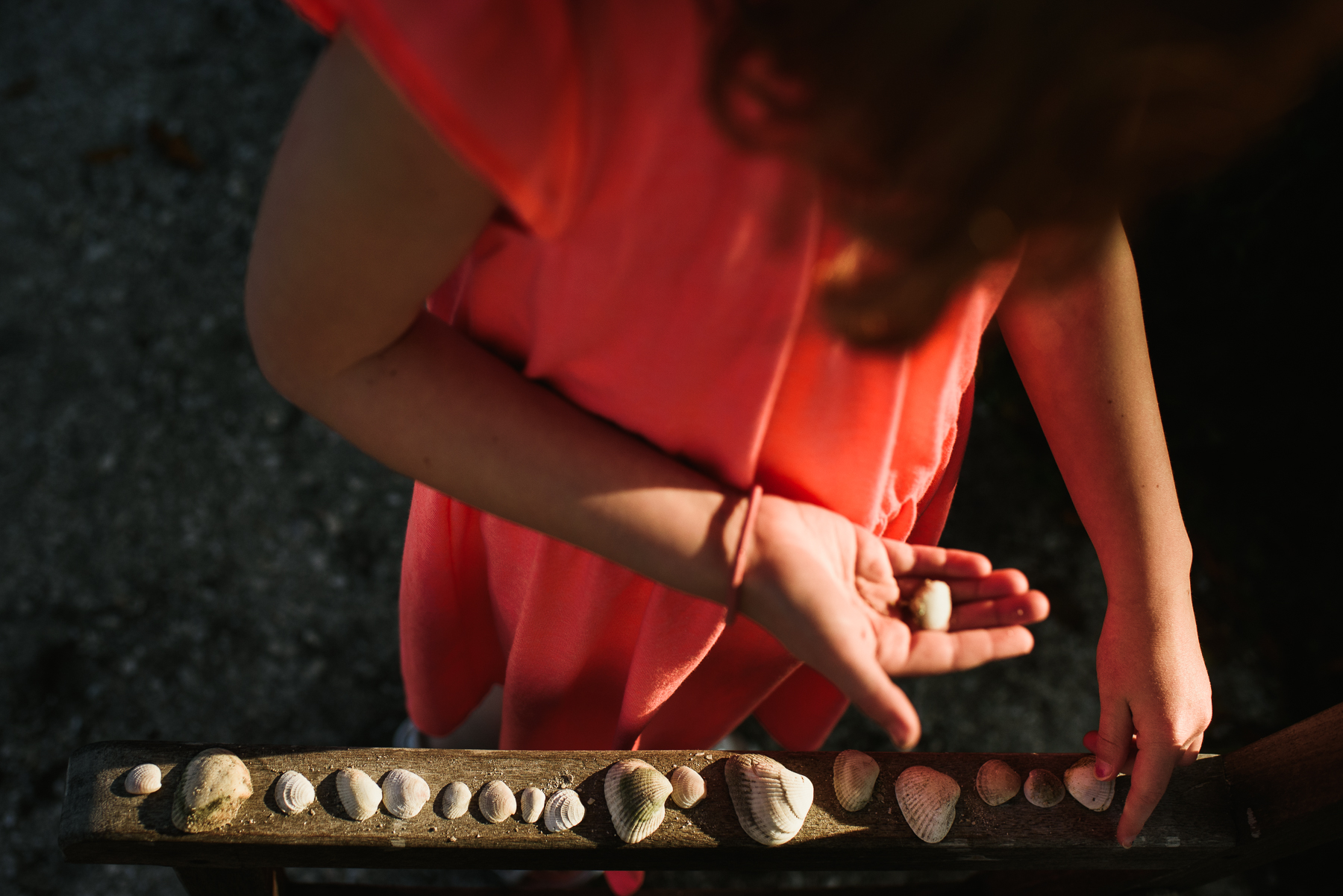 florida shell collecting