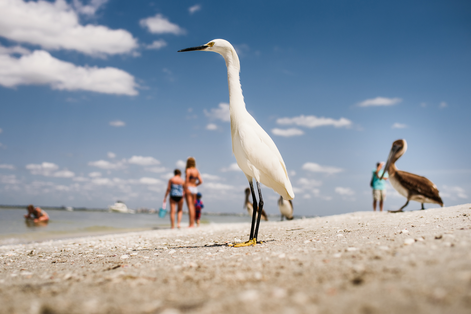 sanibel island wildlife