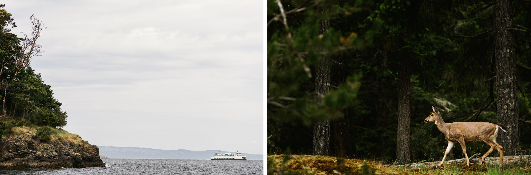 friday harbor wedding deer