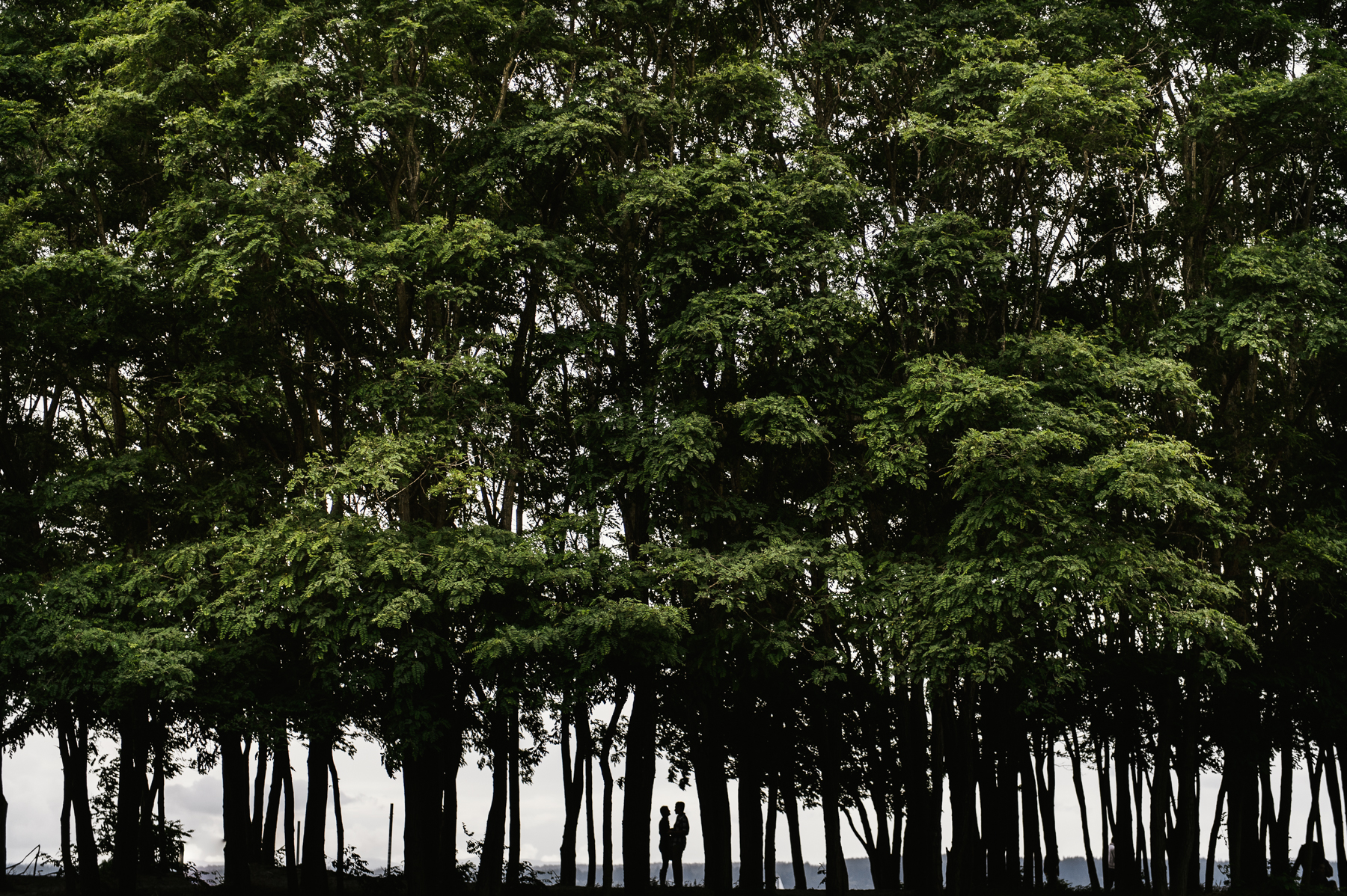 golden gardens engagement photos forest