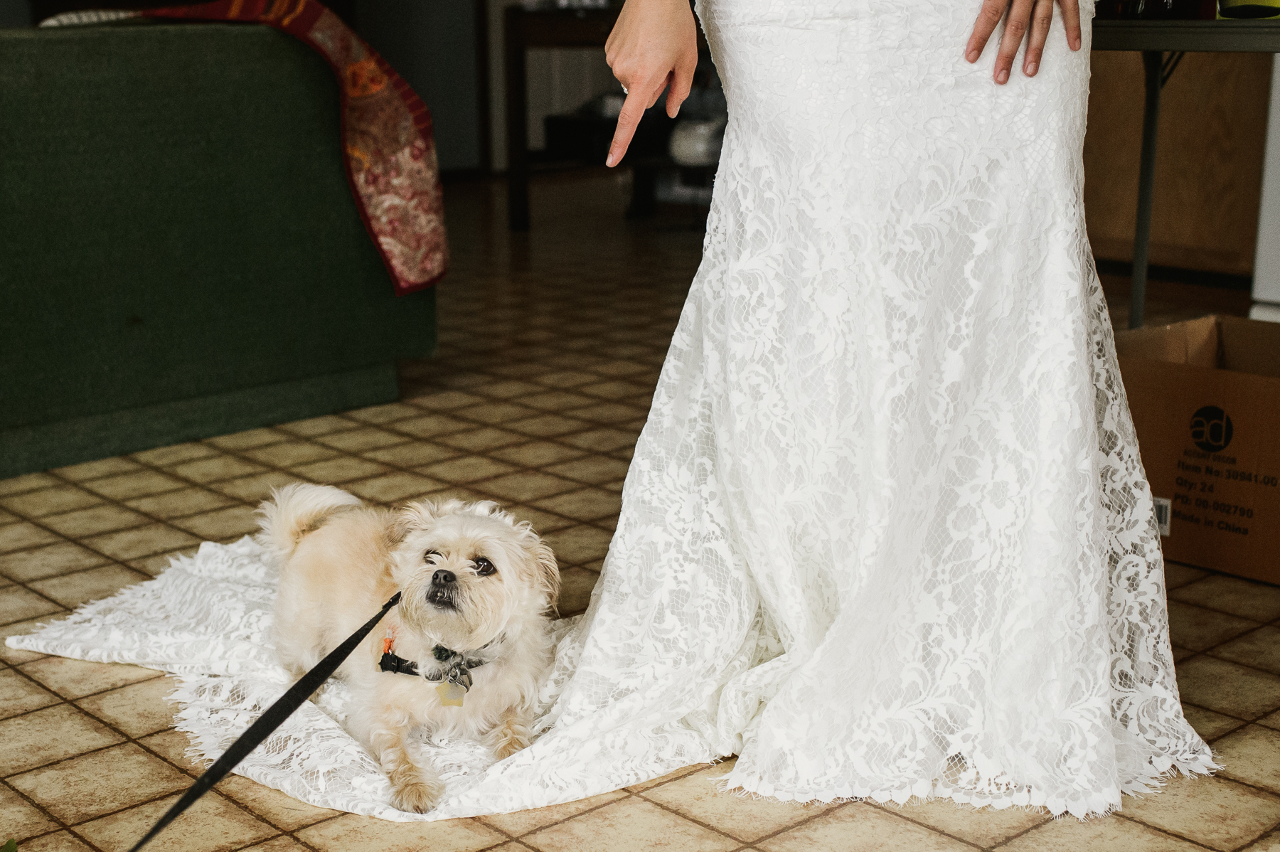 lopez island dog and wedding dress