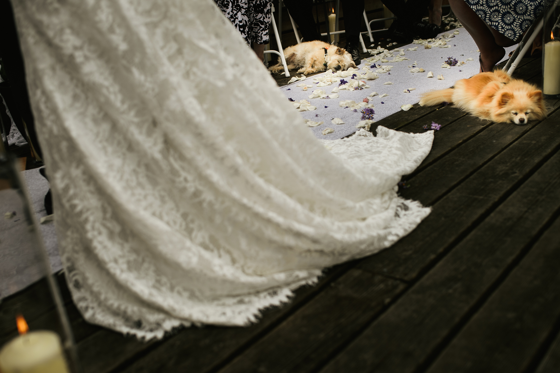 lopez island wedding dog sleeping