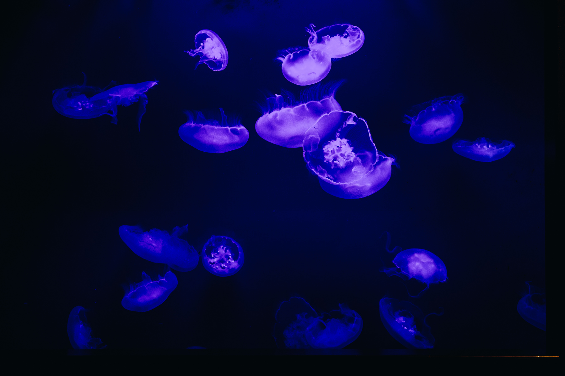 tacoma aquarium jellyfish