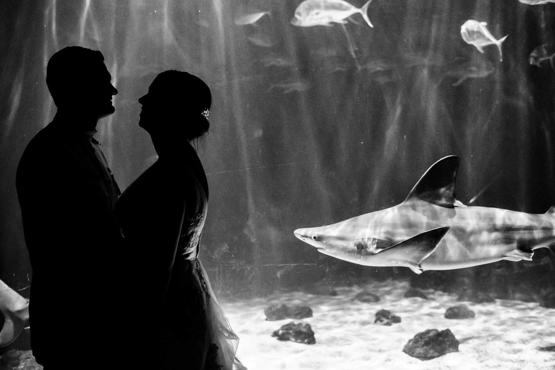 tacoma point defiance zoo and aquarium wedding