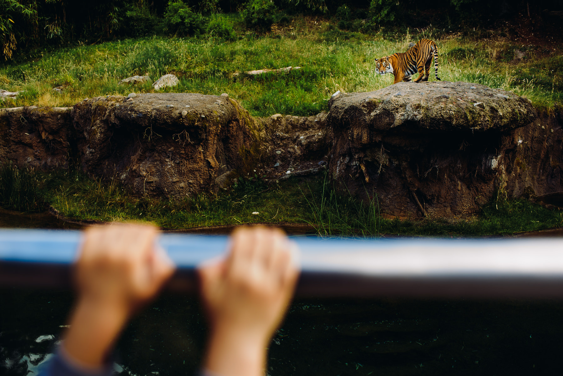 tacoma point defiance zoo and aquarium wedding