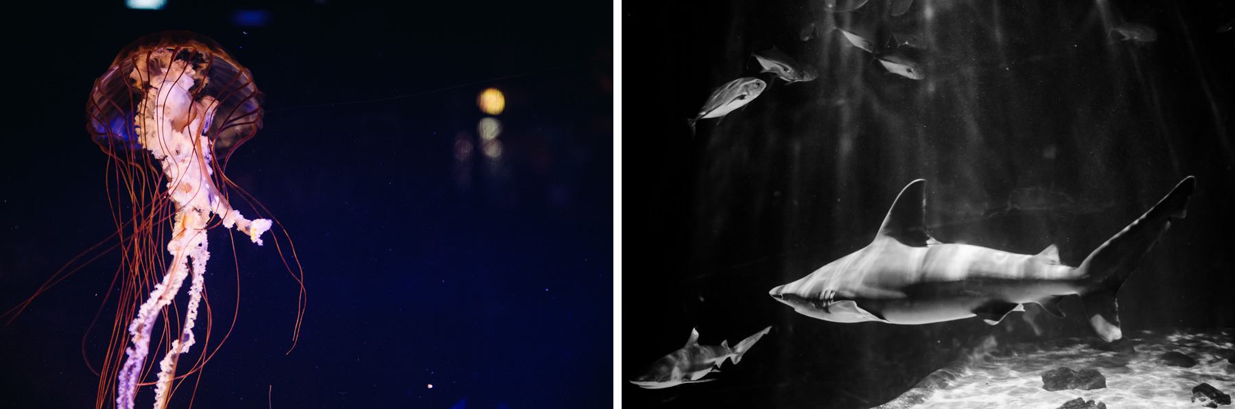 tacoma aquarium shark and jellyfish