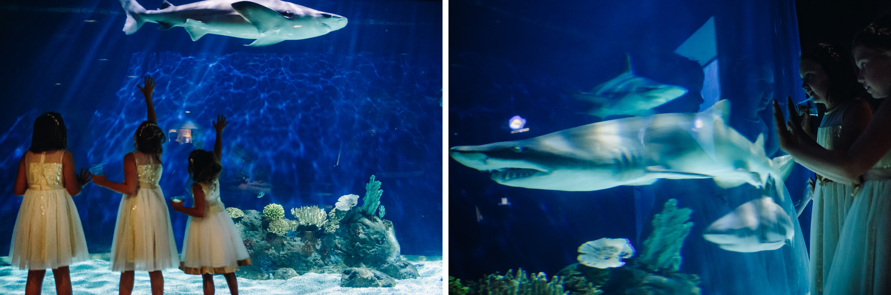 tacoma aquarium wedding shark tank