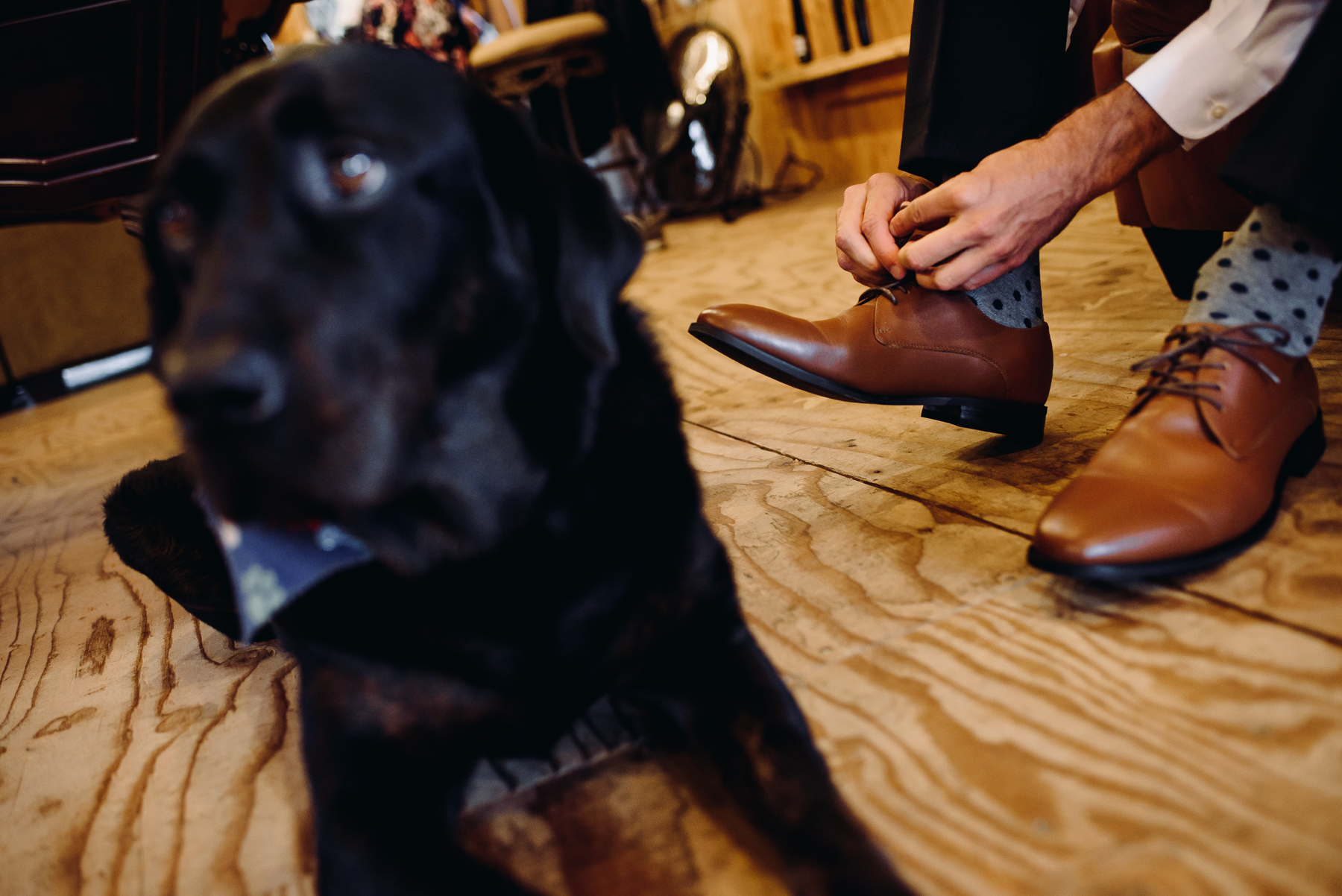 Trinity Tree Farm dog and groom