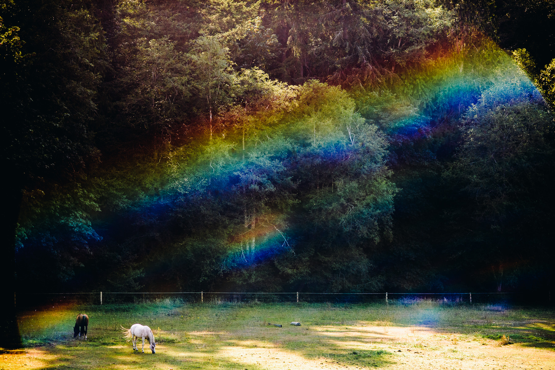 Bainbridge Island Farm Wedding