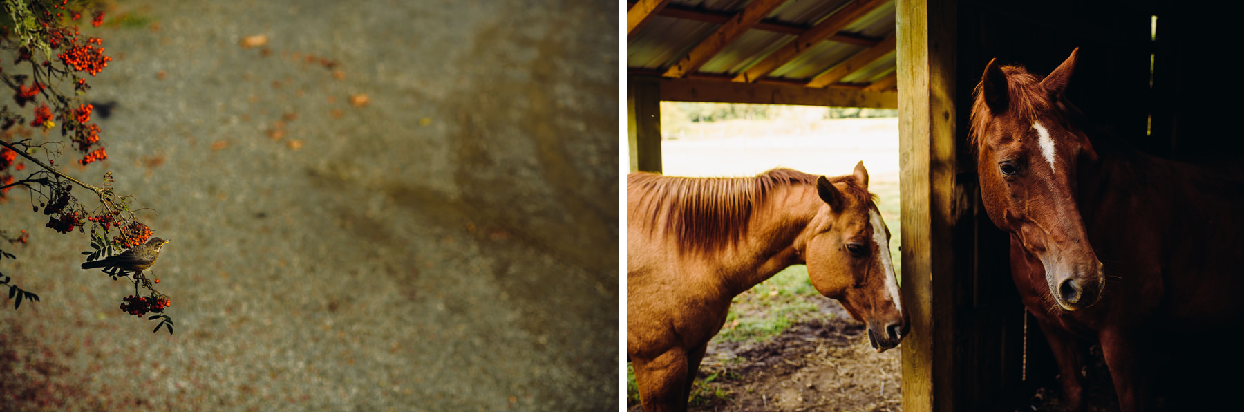 Pomeroy Farms horses