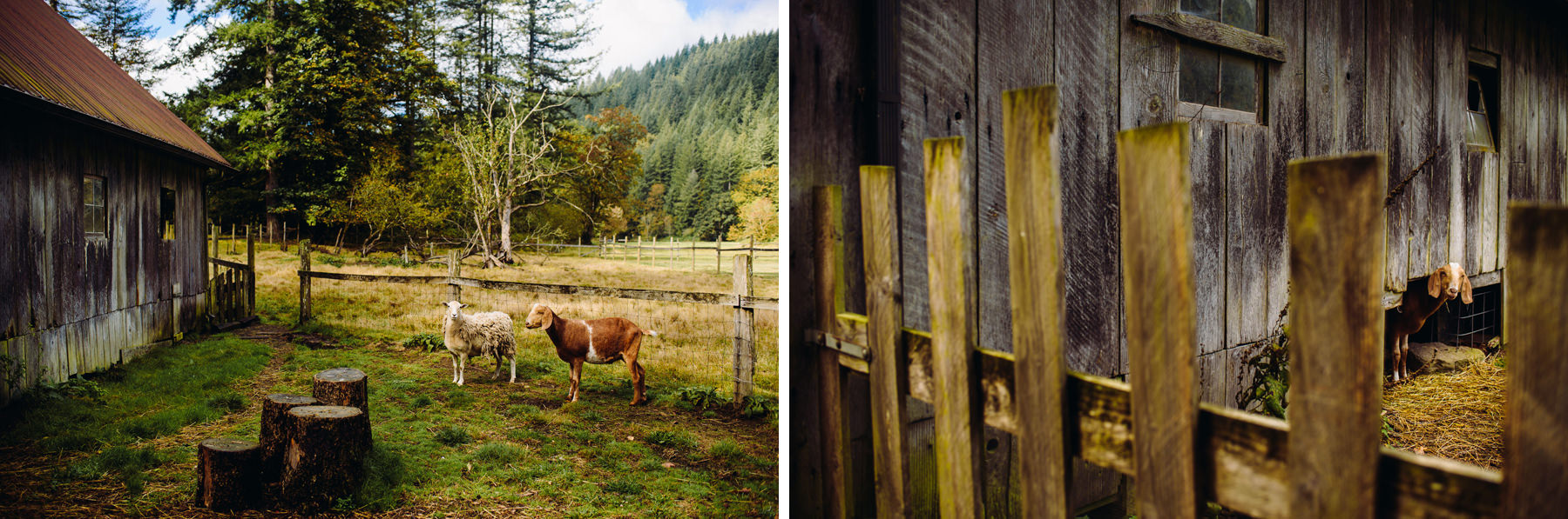 Pomeroy Farms goats