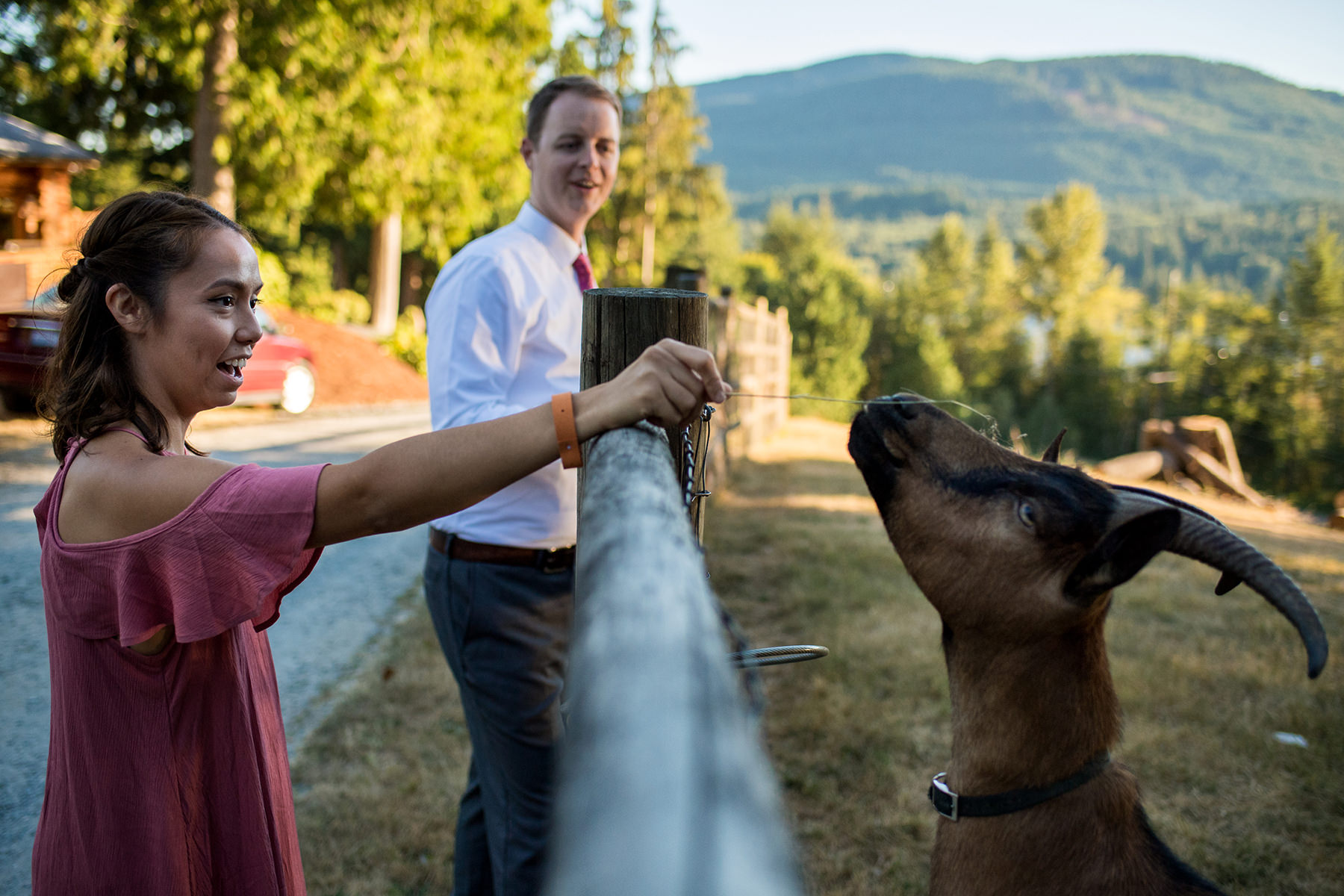 Bellingham backyard wedding animals