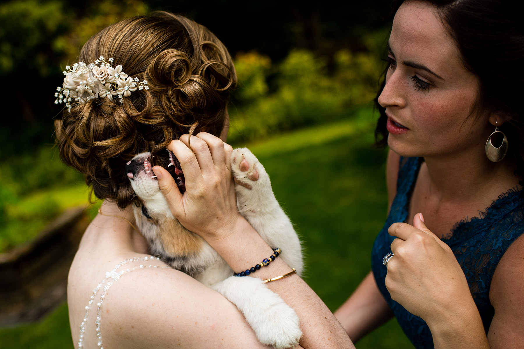 puppy teeth in brides hair