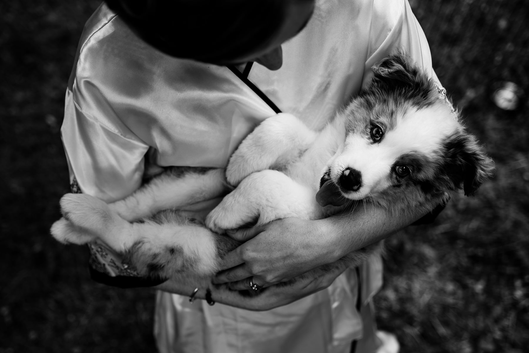 bride holding small puppy